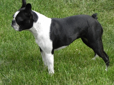 ada